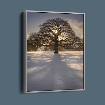 Kilbroney Park Winter Oak Tree