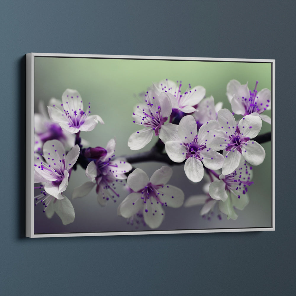 Purple Almond  Blossoms