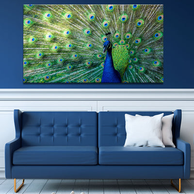Peacock Radiance