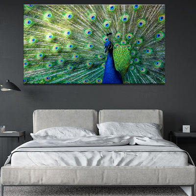 Peacock Radiance