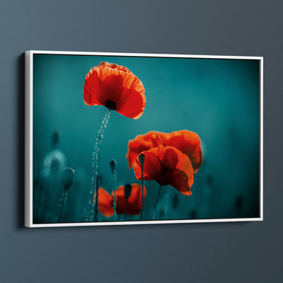 Early Morning Poppies