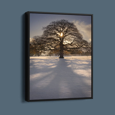 Kilbroney Park Winter Oak Tree