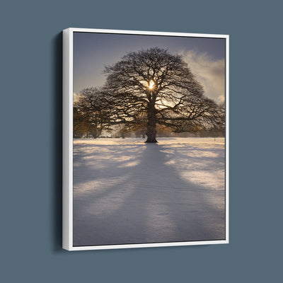 Kilbroney Park Winter Oak Tree