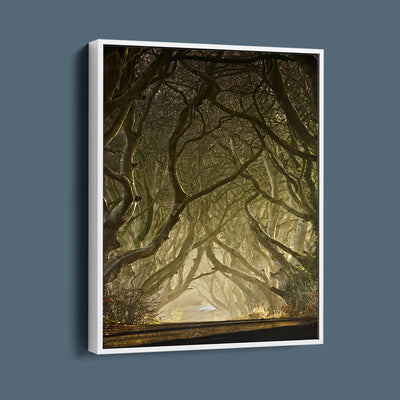 The Dark Hedges, Antrim