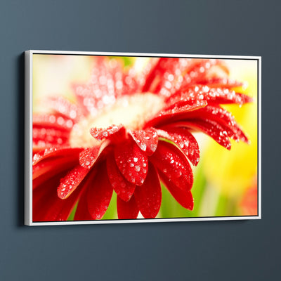 Raindrops On Red Petals