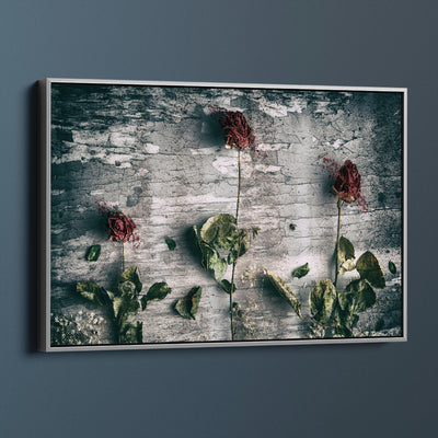 Dried Roses
