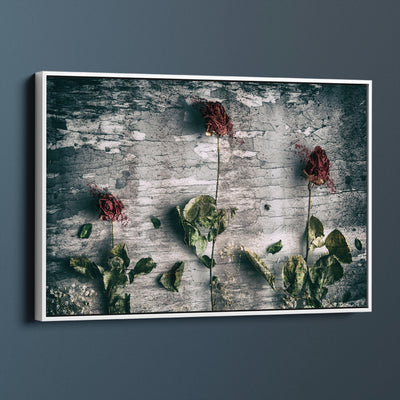 Dried Roses