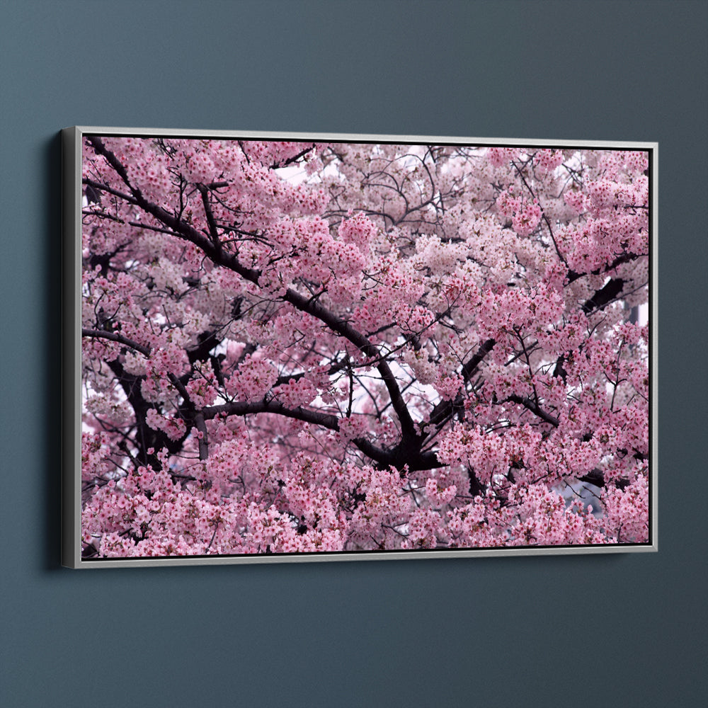 Flourishing Cherry Blossom
