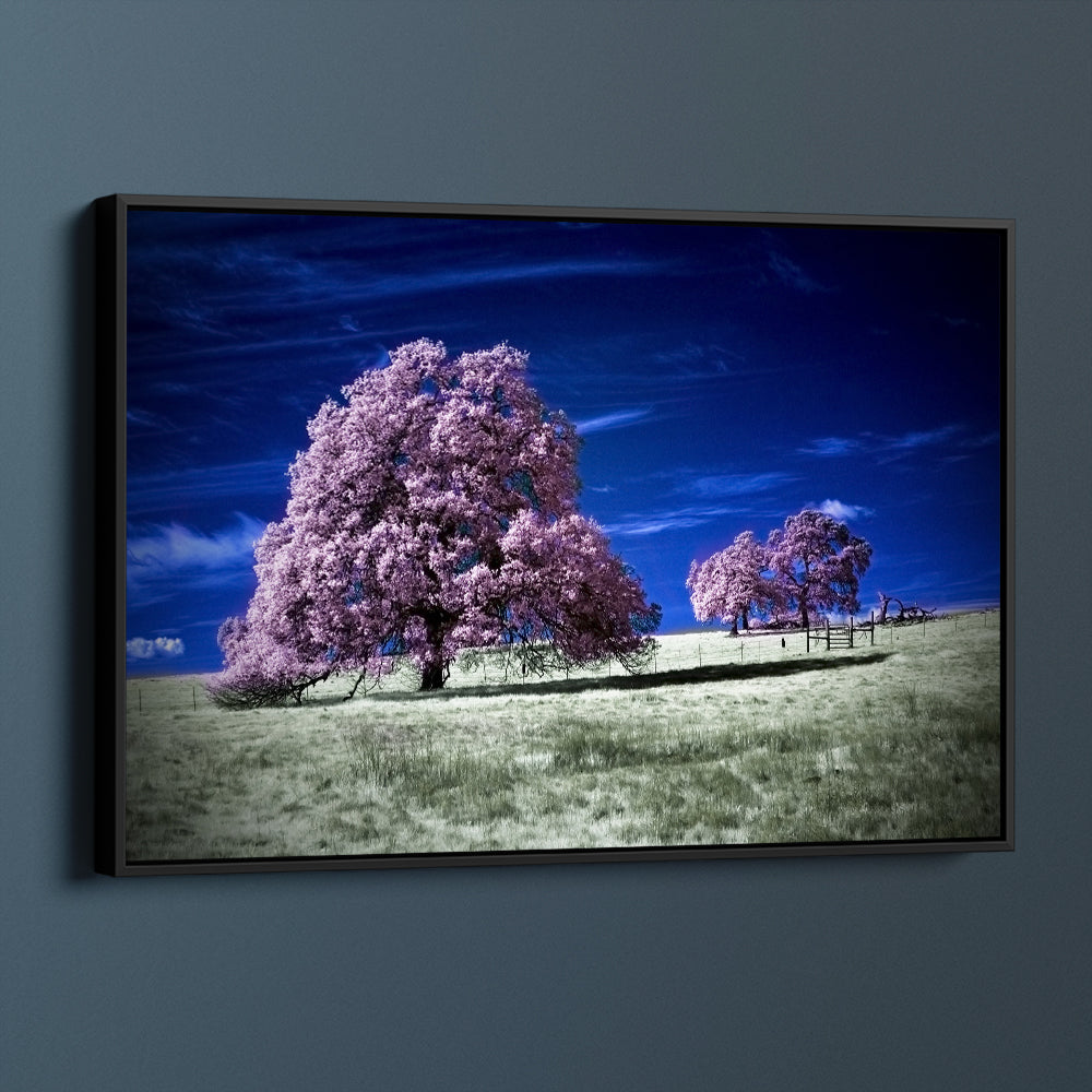 Cherry Blossoms In The Field