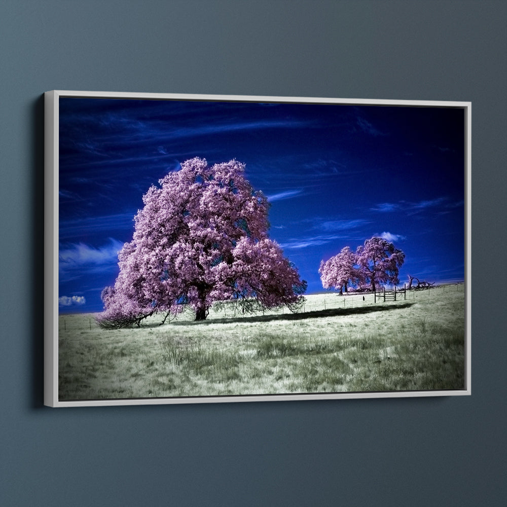 Cherry Blossoms In The Field