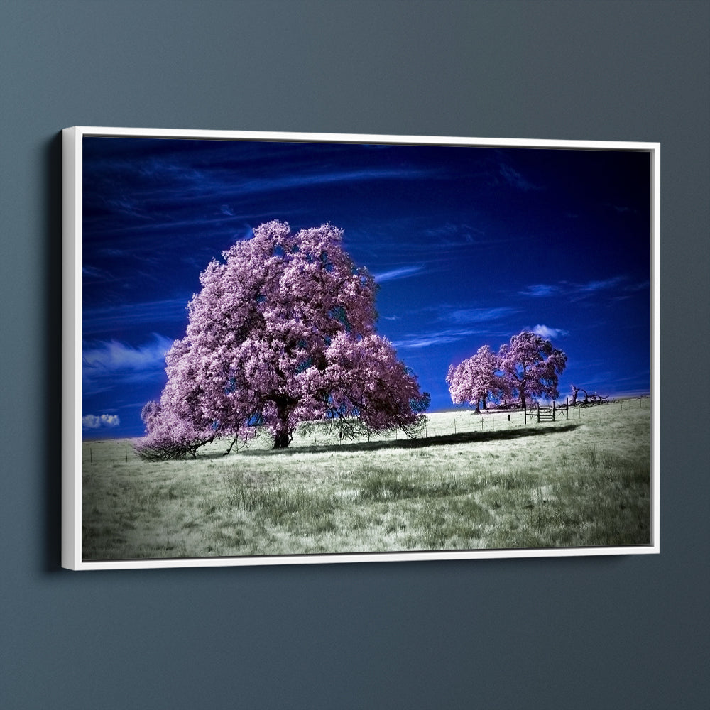 Cherry Blossoms In The Field