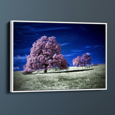 Cherry Blossoms In The Field