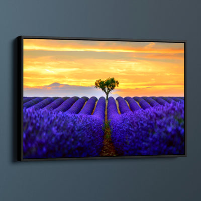 Sunset Lavender Fields