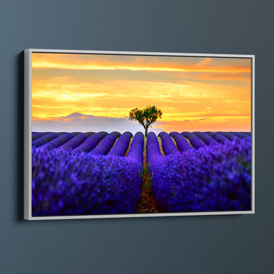 Sunset Lavender Fields