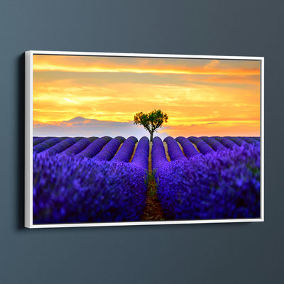 Sunset Lavender Fields