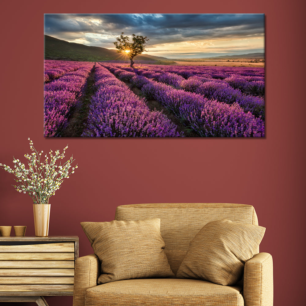 Sunrise On Fields Of Lavender