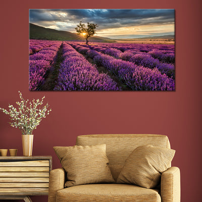 Sunrise On Fields Of Lavender