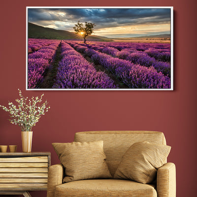 Sunrise On Fields Of Lavender