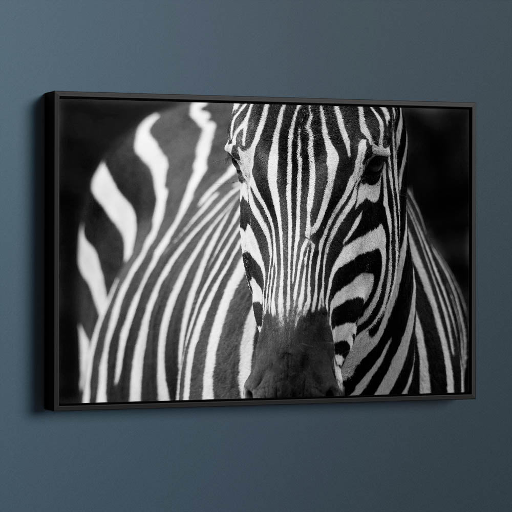 Majestic Zebra