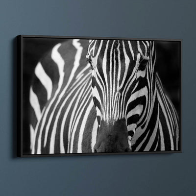 Majestic Zebra