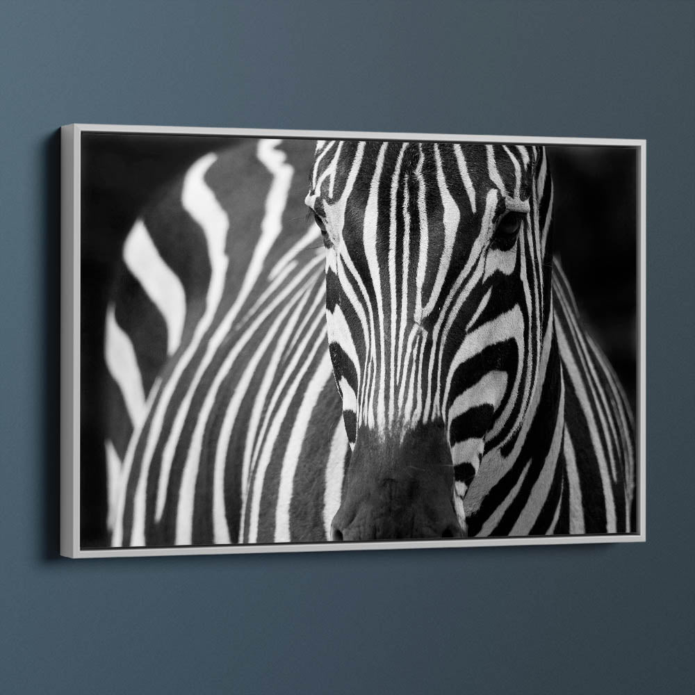 Majestic Zebra