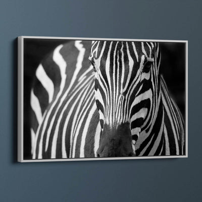 Majestic Zebra