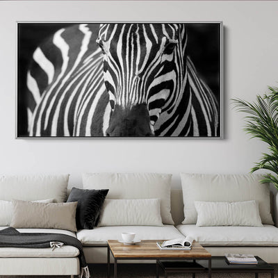 Majestic Zebra