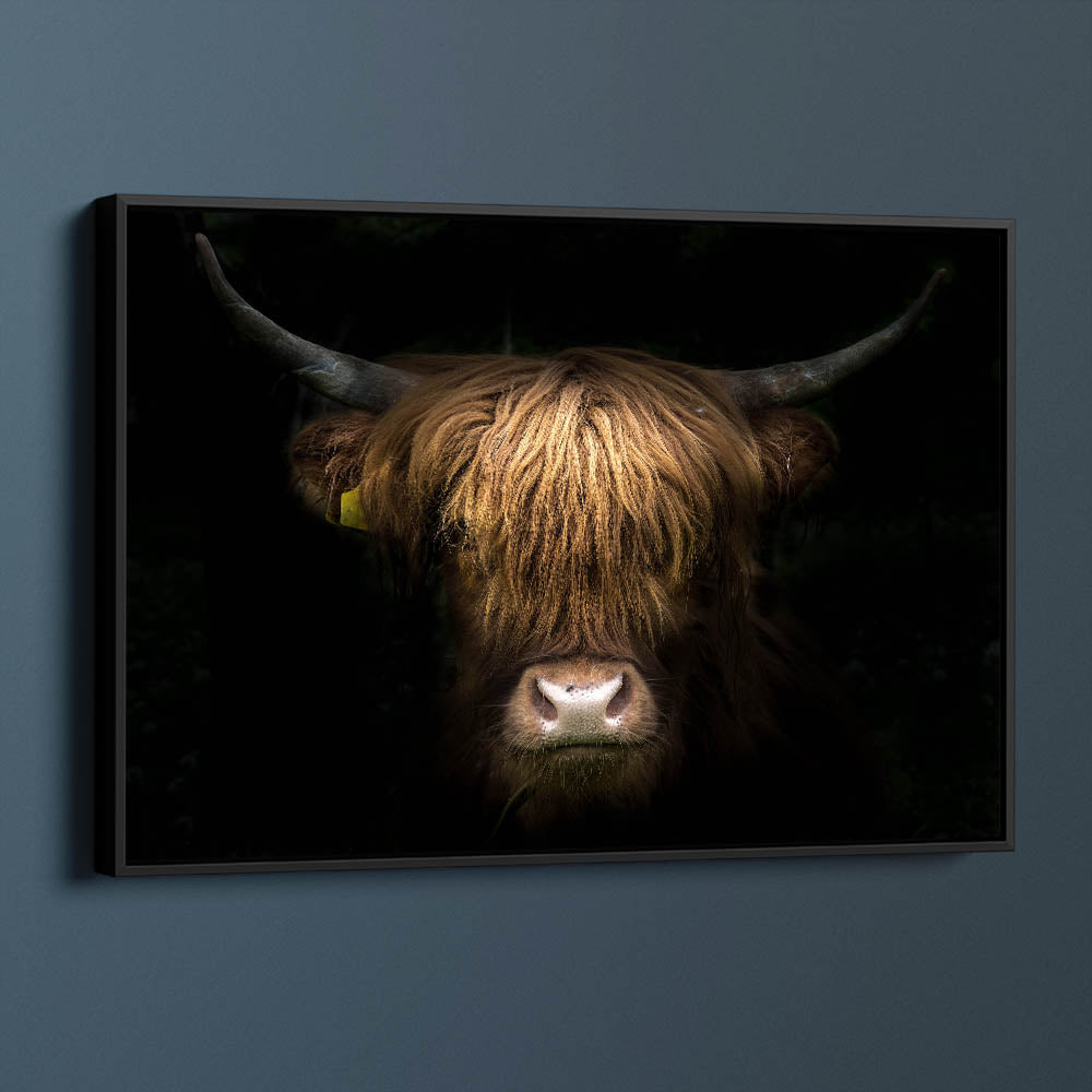 Highland Cow