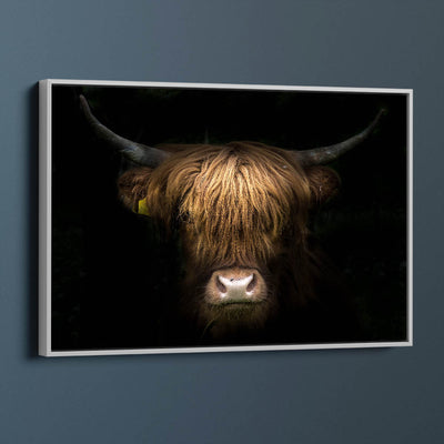 Highland Cow