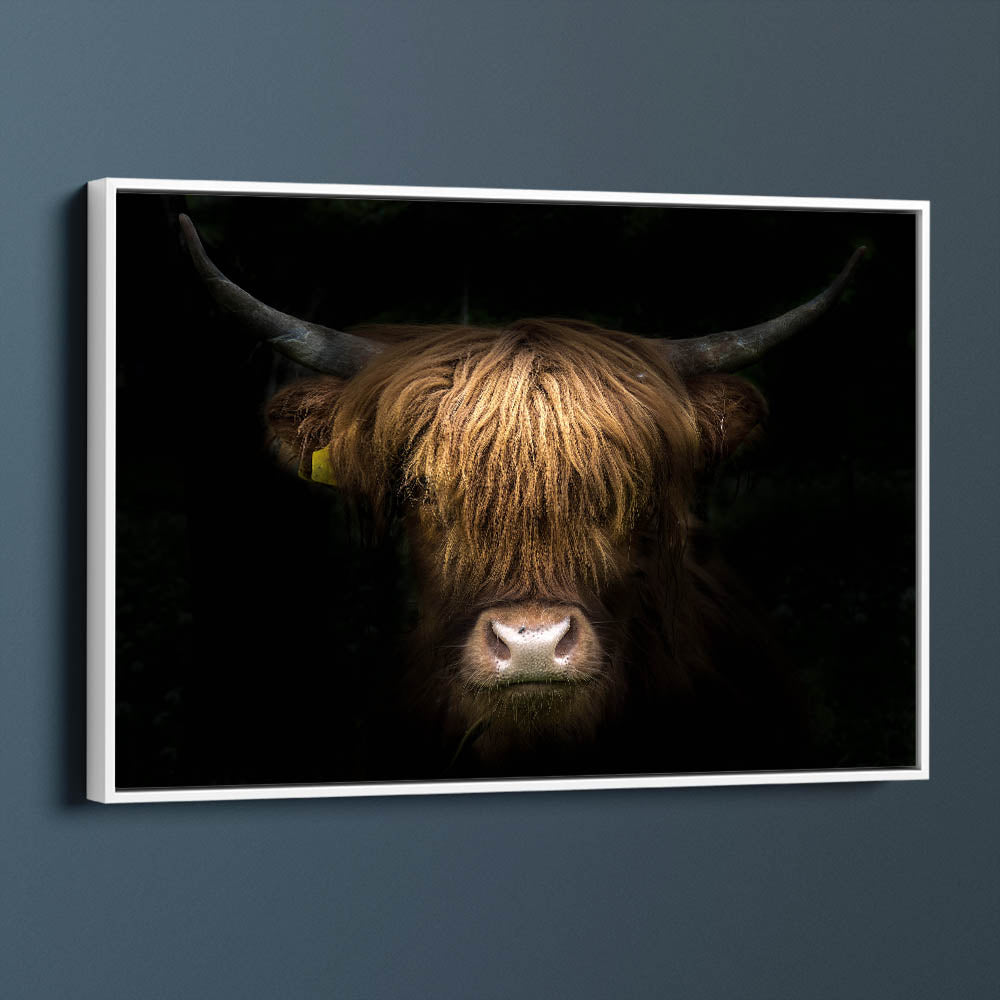 Highland Cow