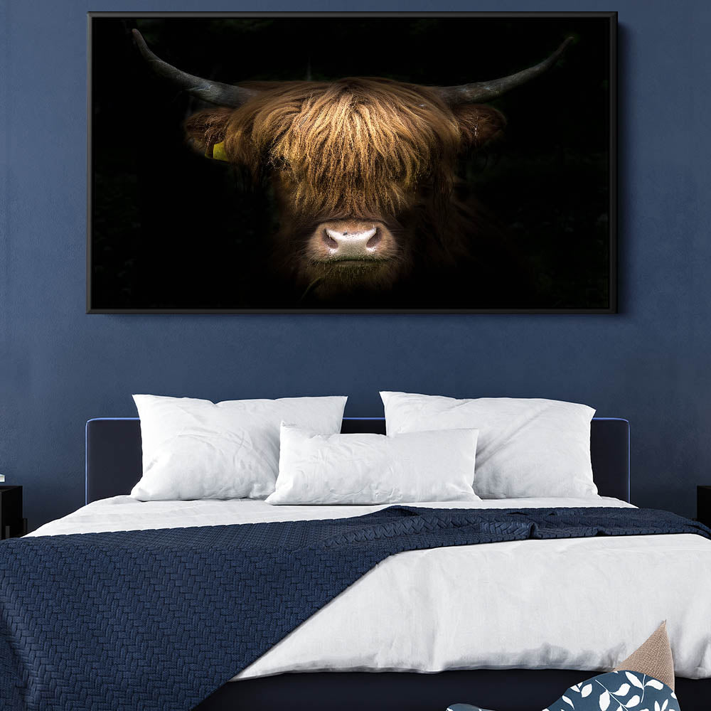 Highland Cow