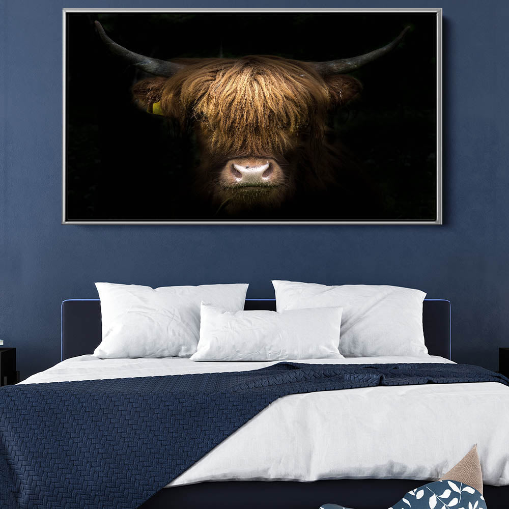 Highland Cow