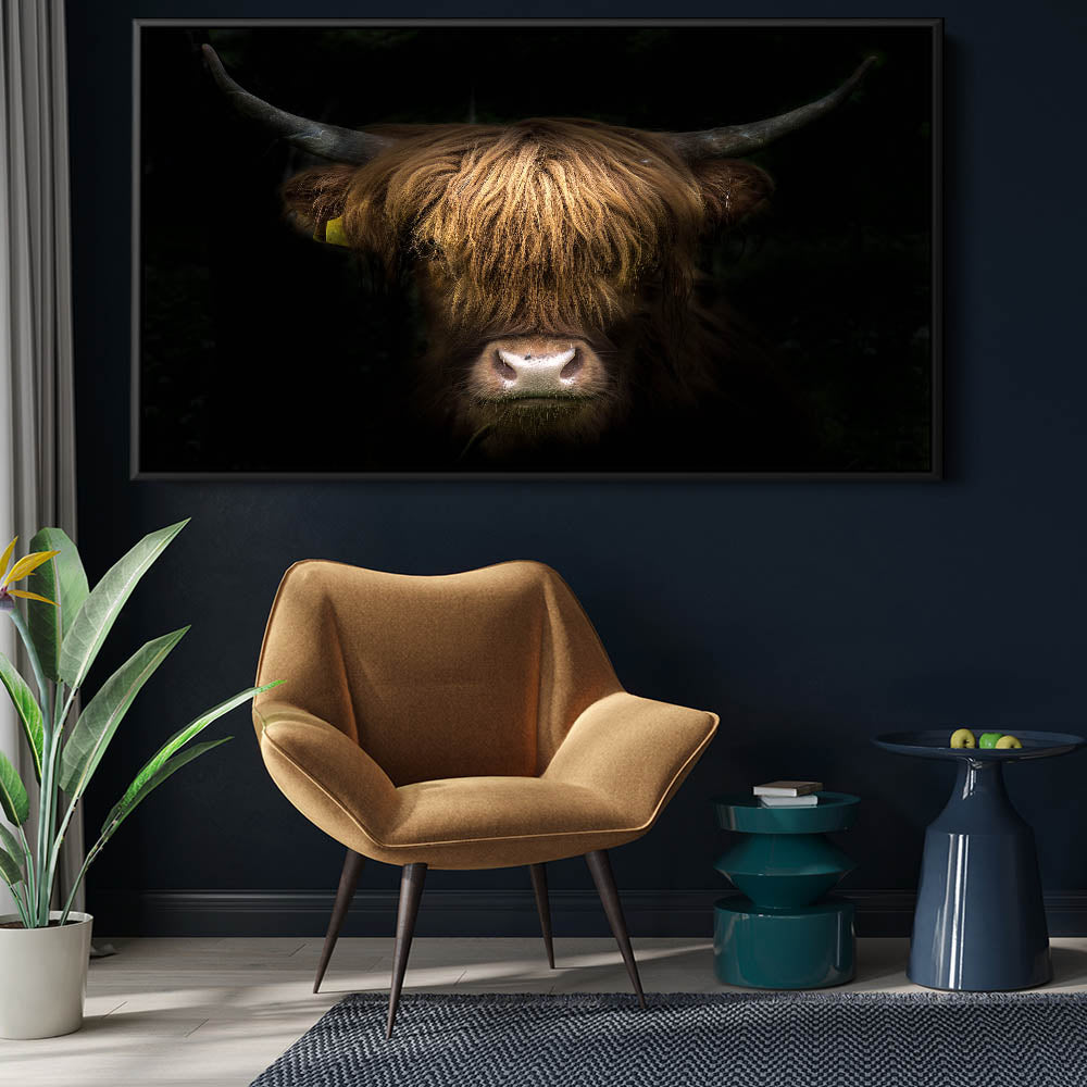 Highland Cow