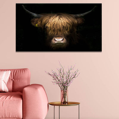 Highland Cow