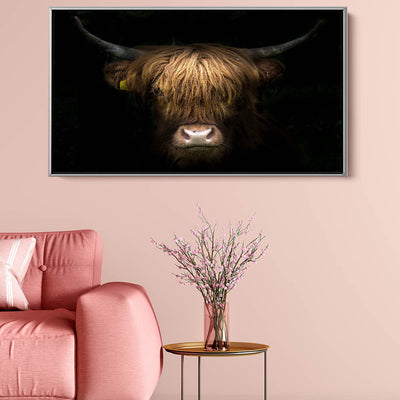 Highland Cow