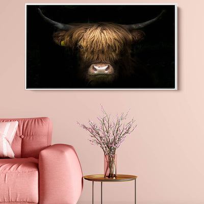 Highland Cow