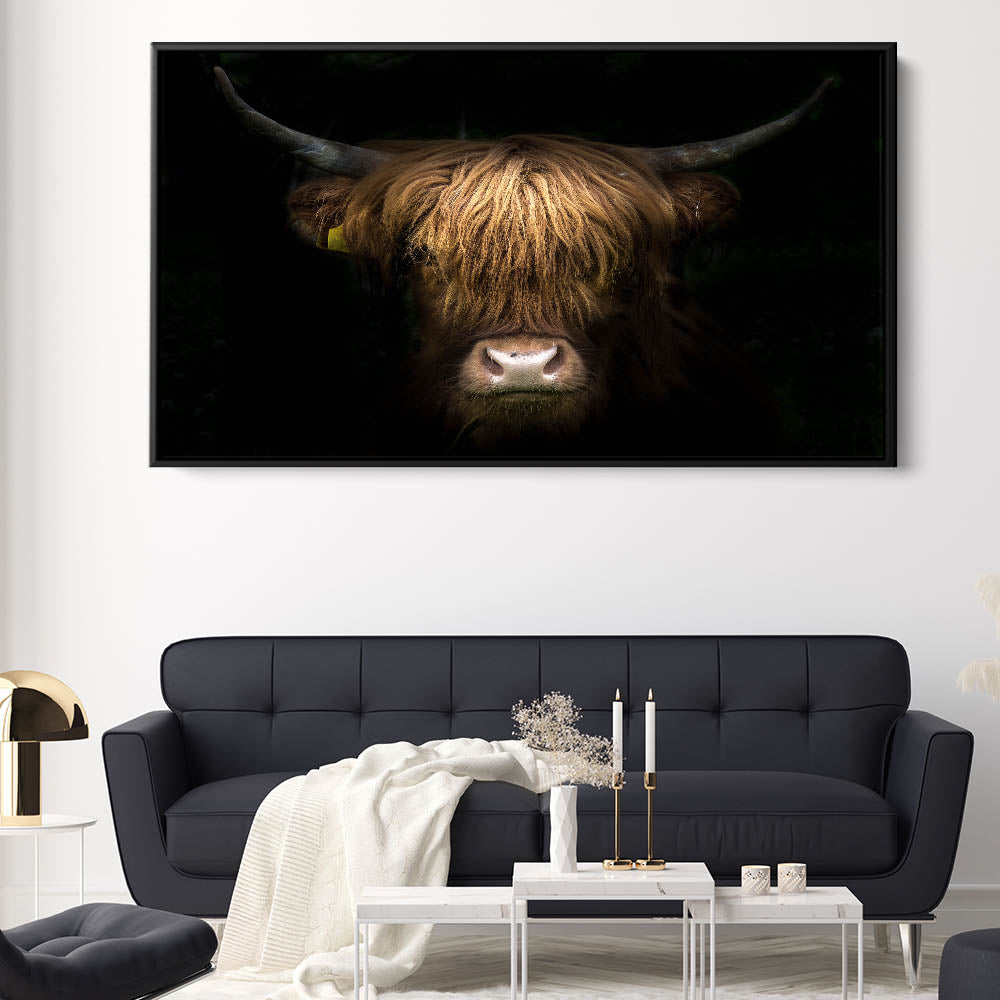 Highland Cow