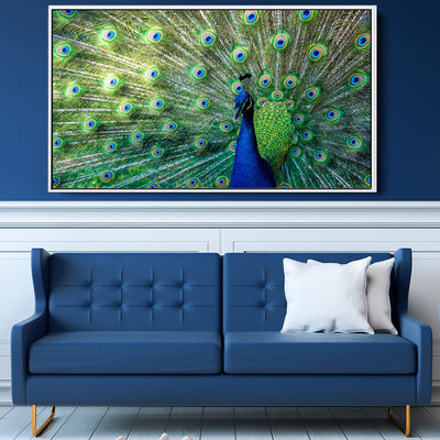 Peacock Radiance