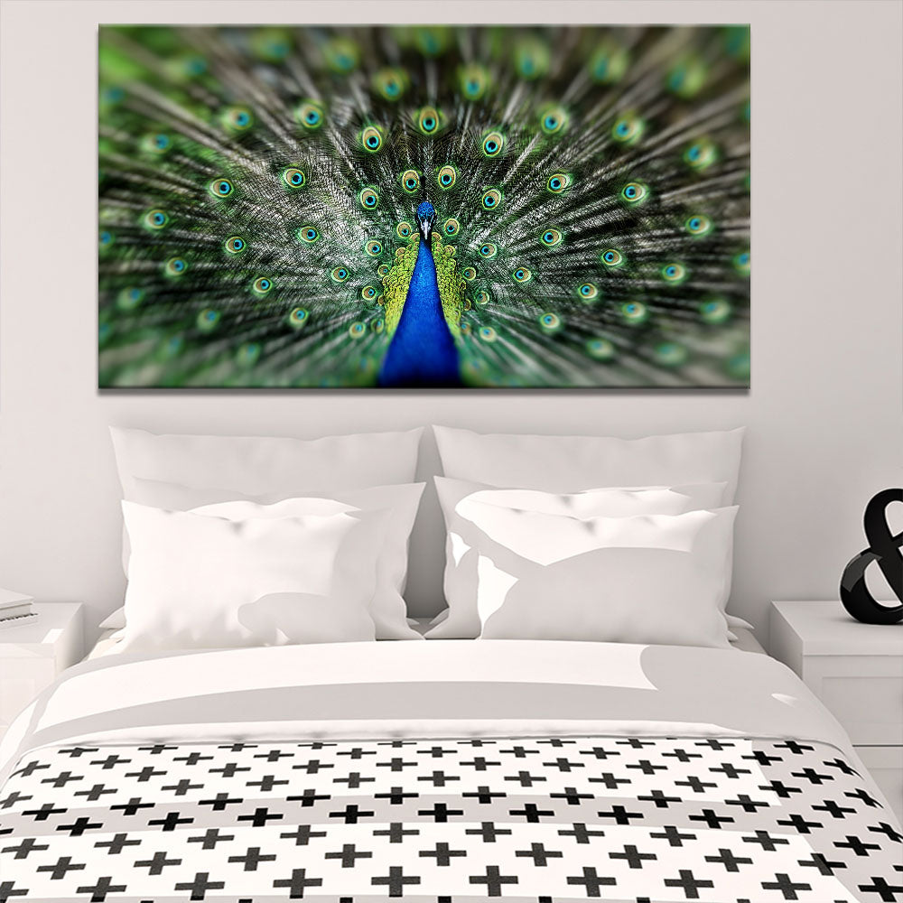 Proud Peacock