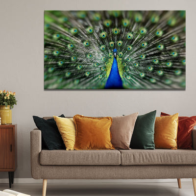 Proud Peacock