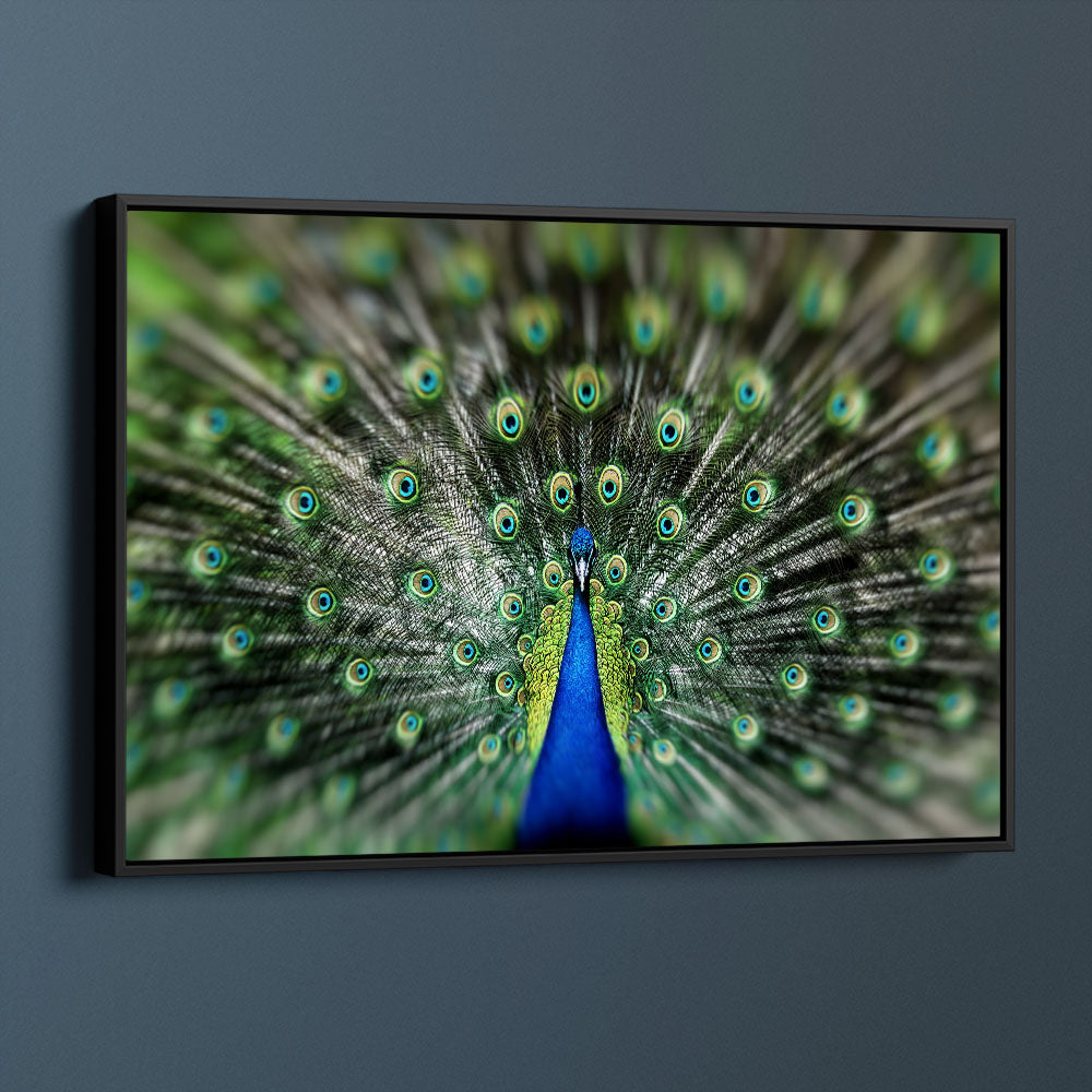 Proud Peacock
