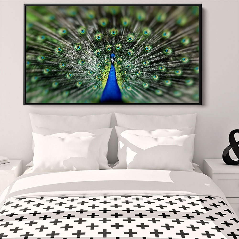 Proud Peacock