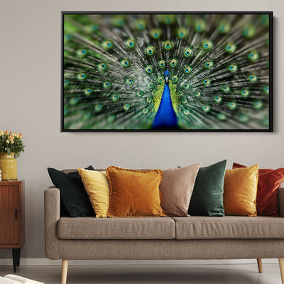Proud Peacock