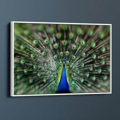 Proud Peacock