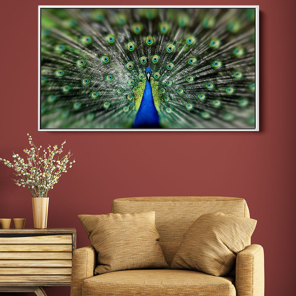 Proud Peacock