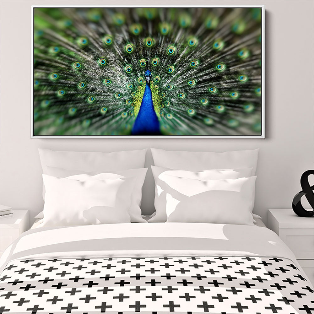 Proud Peacock