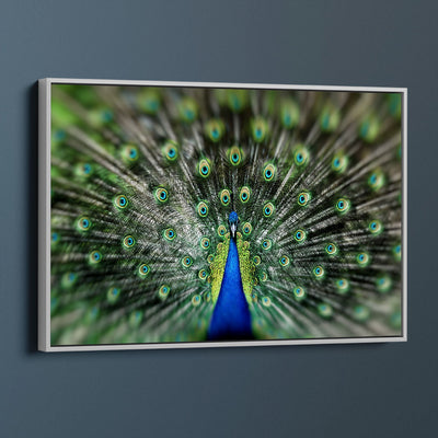 Proud Peacock