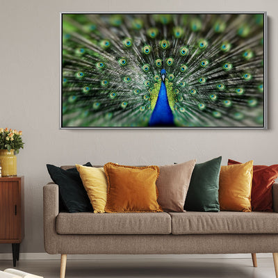 Proud Peacock