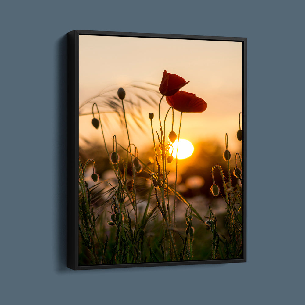 Red Poppy Sunrise