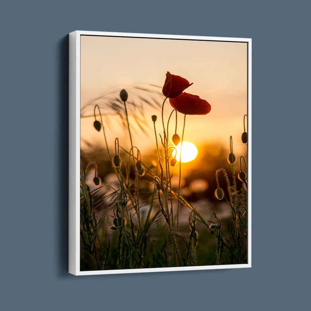 Red Poppy Sunrise